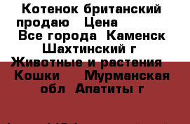 Котенок британский продаю › Цена ­ 3 000 - Все города, Каменск-Шахтинский г. Животные и растения » Кошки   . Мурманская обл.,Апатиты г.